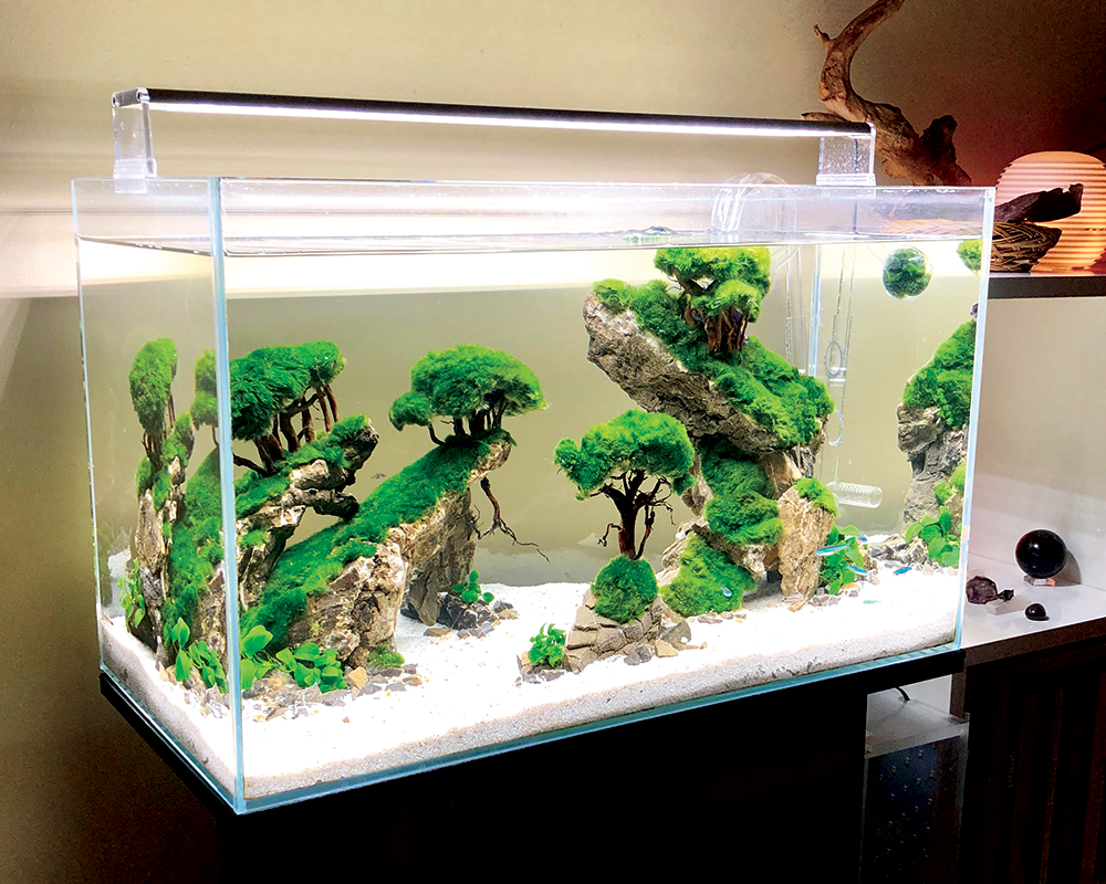 Betta aquascape outlet